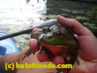 /home//u458753944/public_html/sourcegallery/////Frogs/More bullfrogs/DSCN8204.JPG
